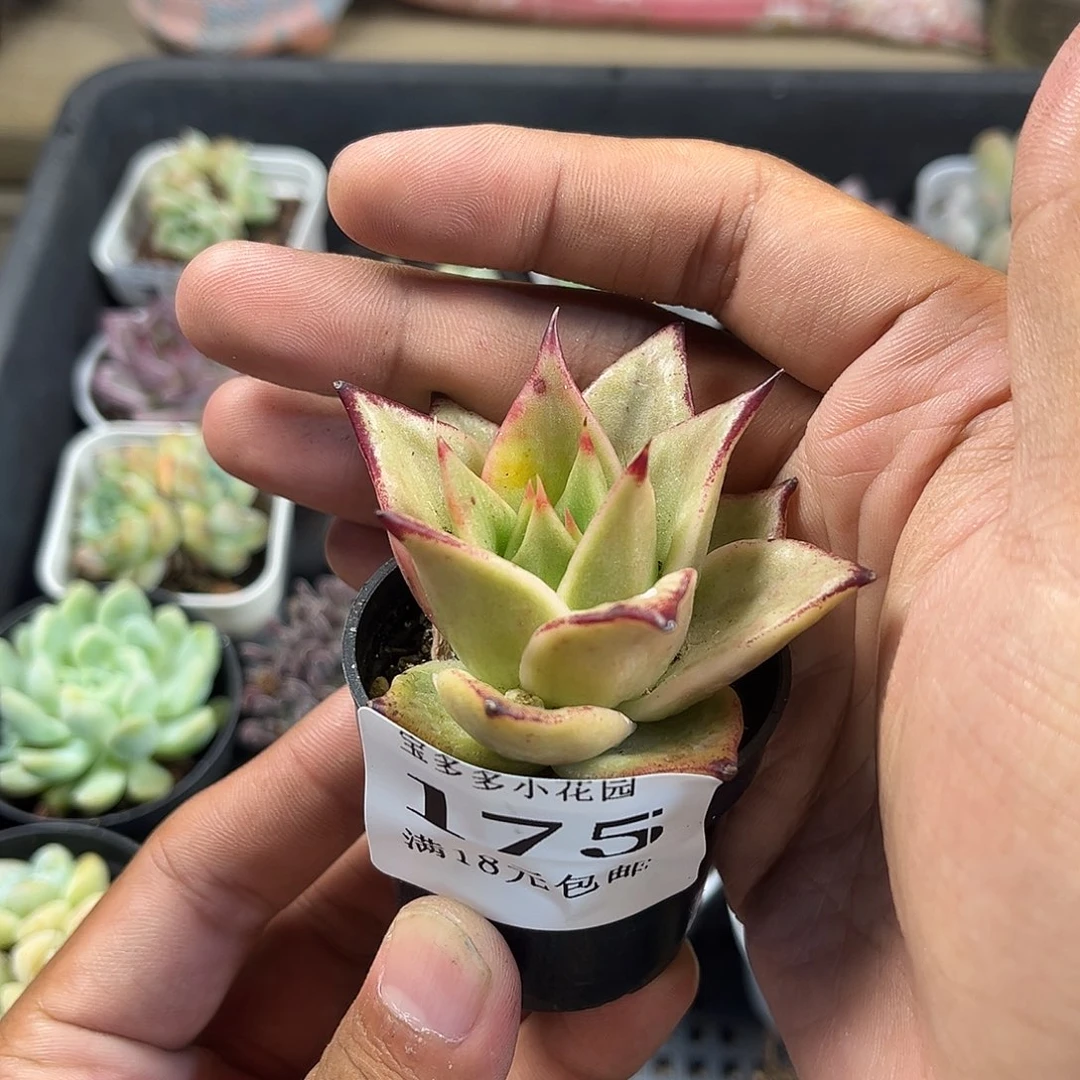 星星凸起到手一颗一物一拍满18包邮