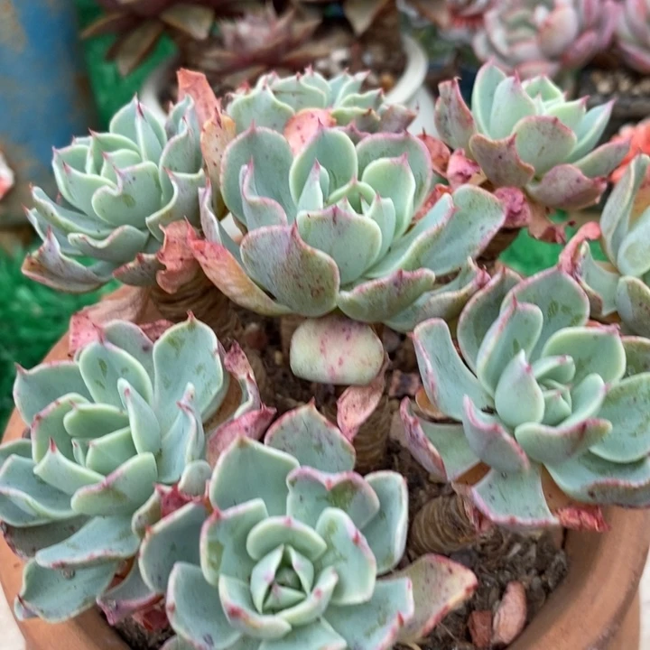 海啸老桩整无砍多肉