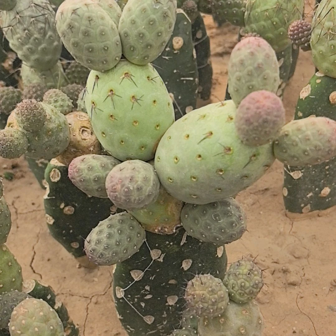 H*Q习志野仙人球直播