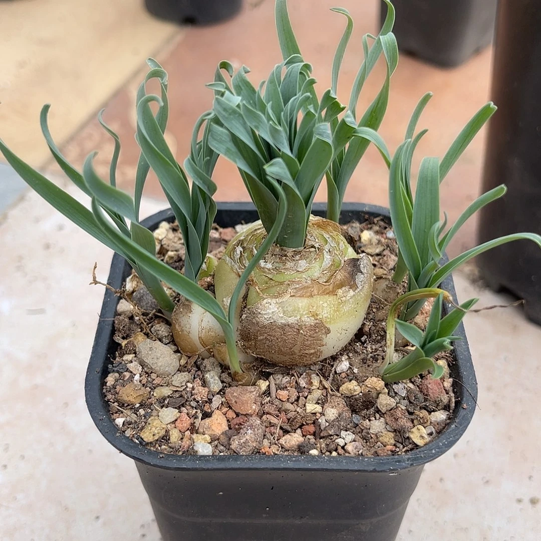 母本级宽叶弹簧草一物一拍