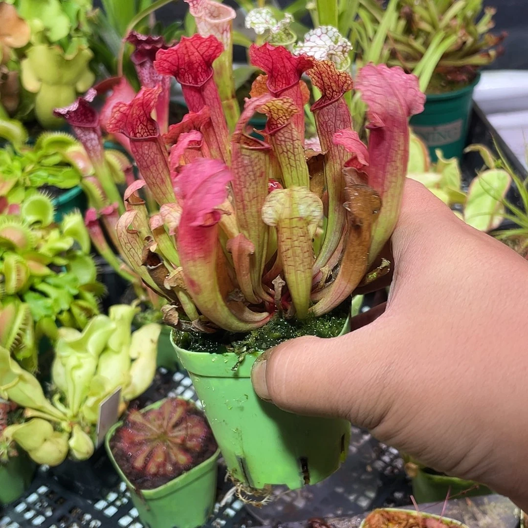 完全开放大口怪瓶子草3