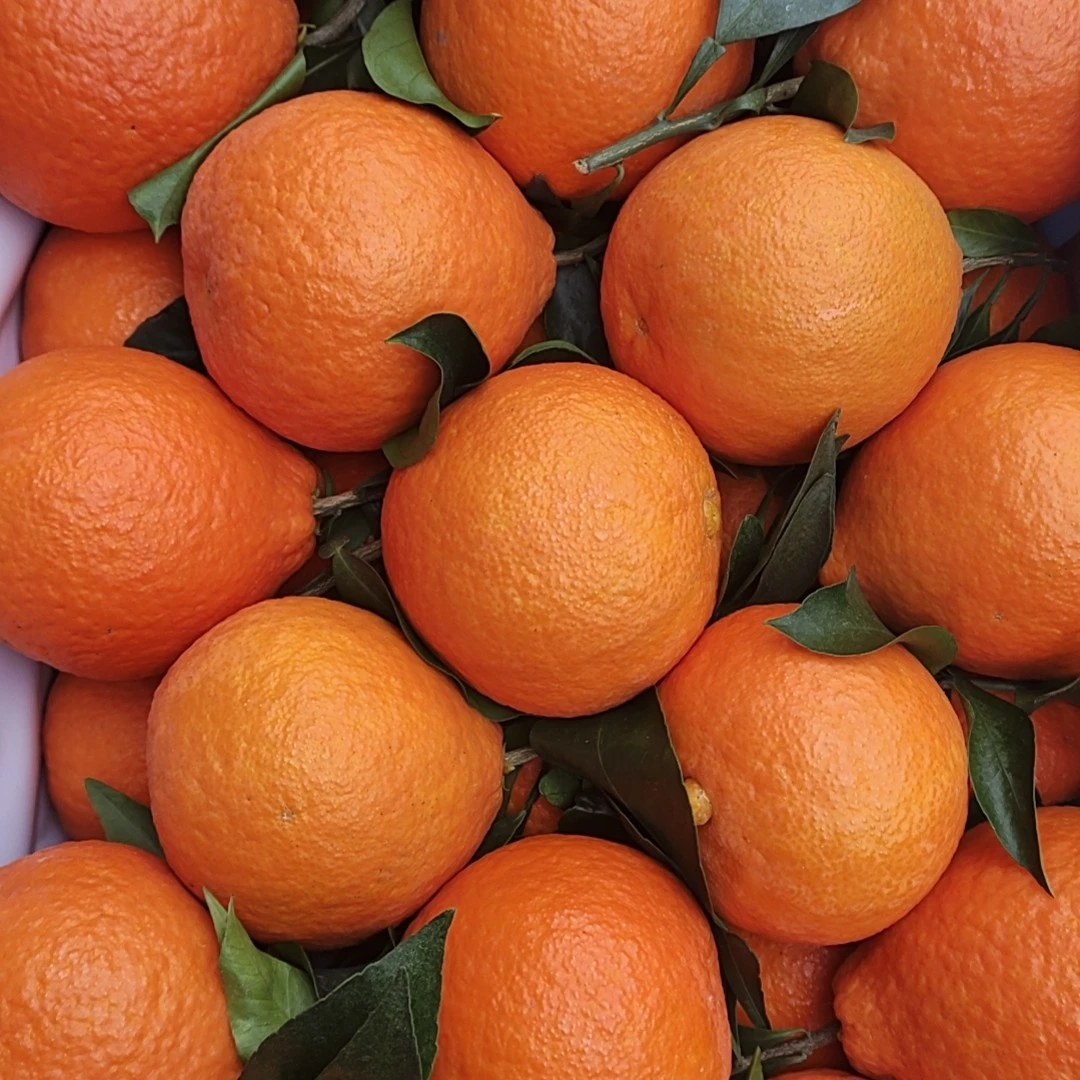 红美人果冻橙6装