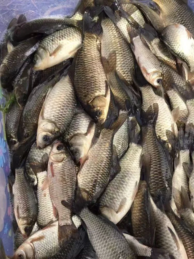 小张生鲜东北江鲫鱼顺丰包邮出单后不支持退货退款拒收拦截