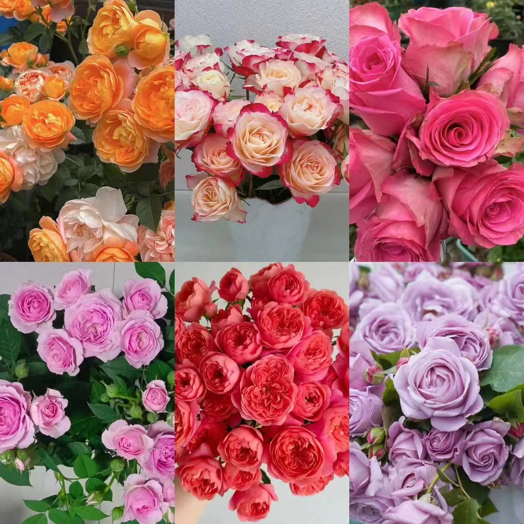 福利放漏不售后130盆小苗9.9两盆 手机尾号报不对随机发