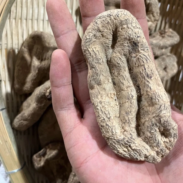 【涂涂守山】天云南山货7头大天麻