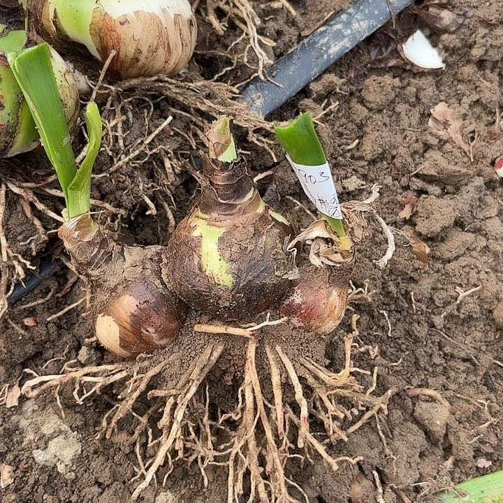 小***事阿弗雷三胞胎5903