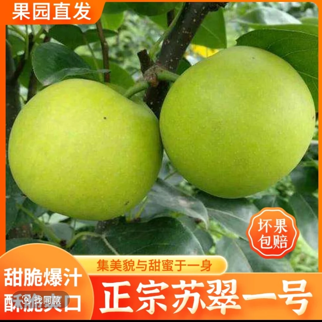 果园直发苏翠梨清脆爽口细腻多汁，现发5斤12枚
