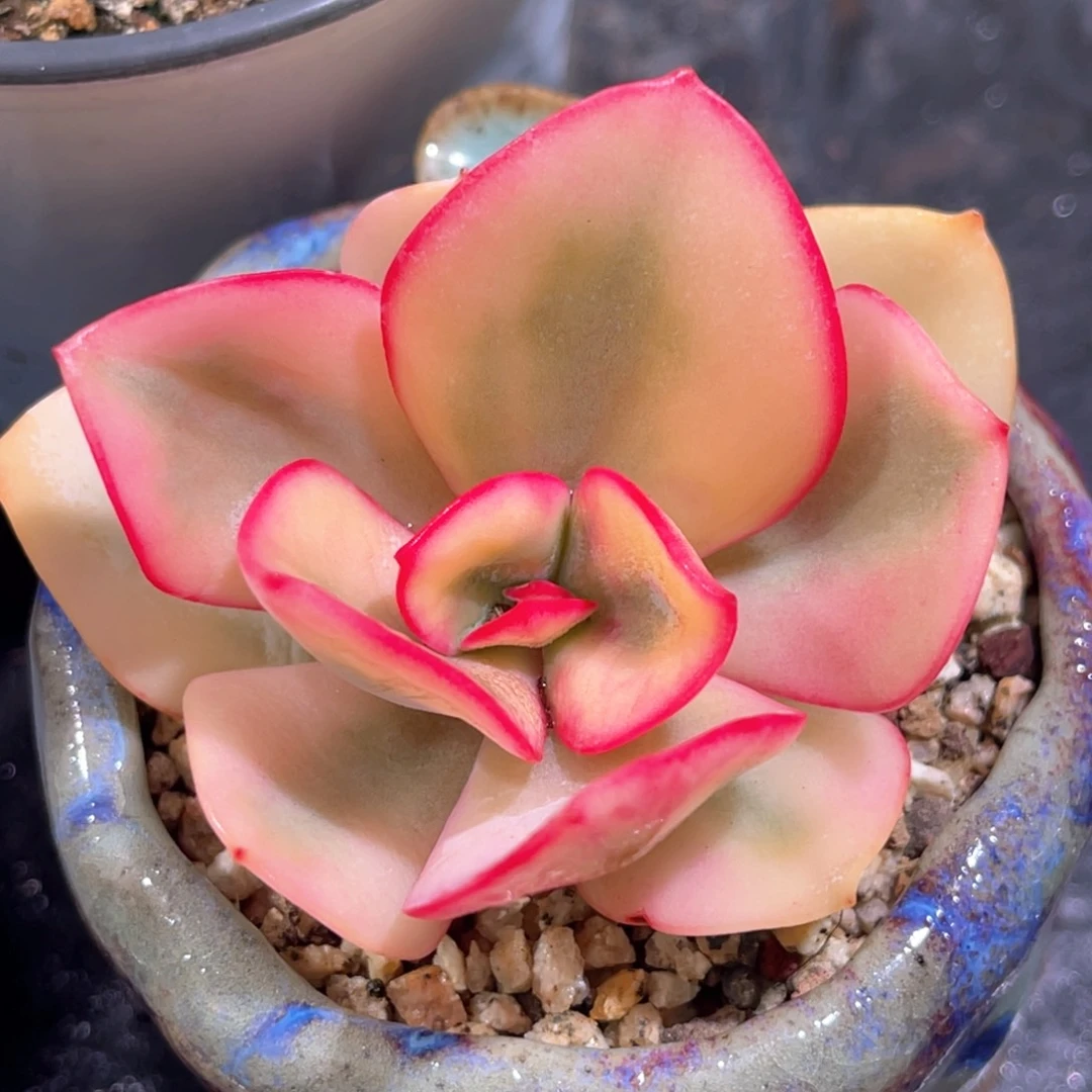 多肉特价包菜锦头盖