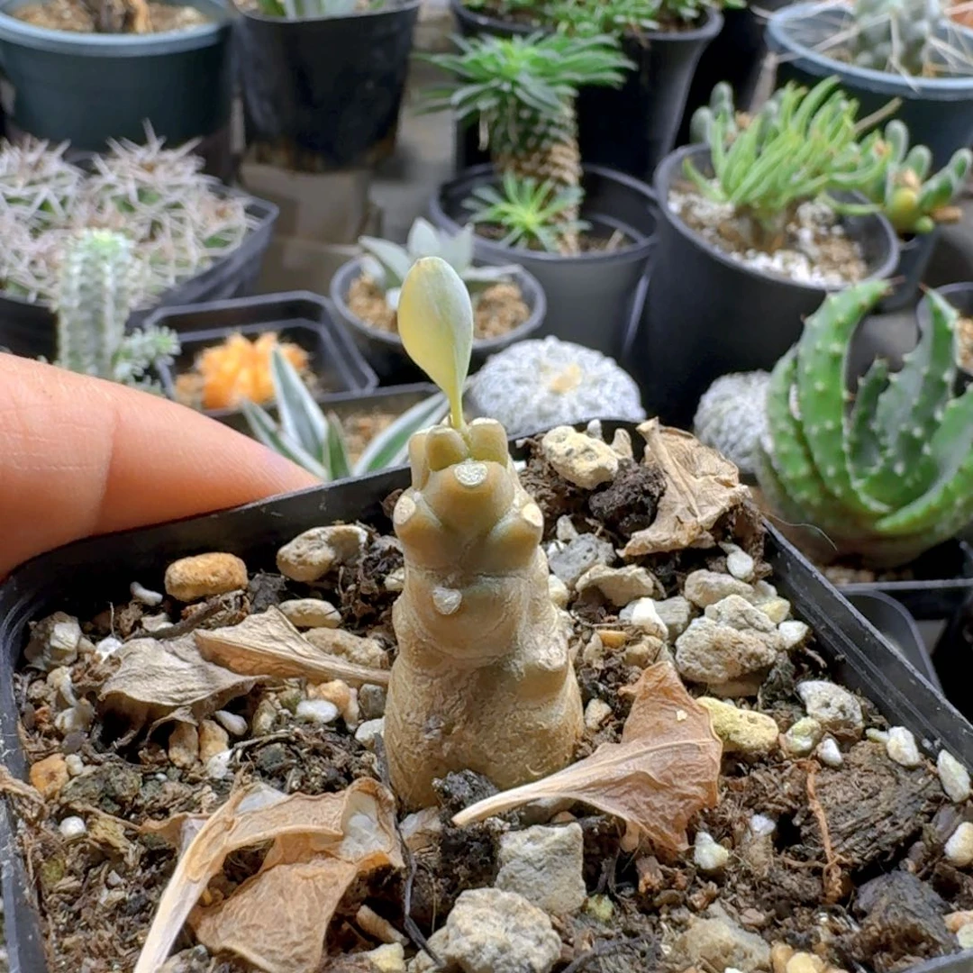 婷***299美尻厚敦菊带盆发货