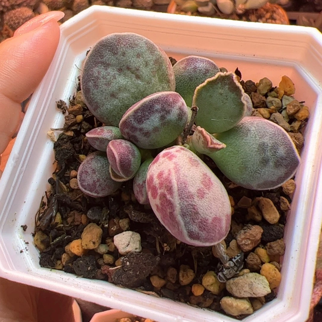 AV花蛋。