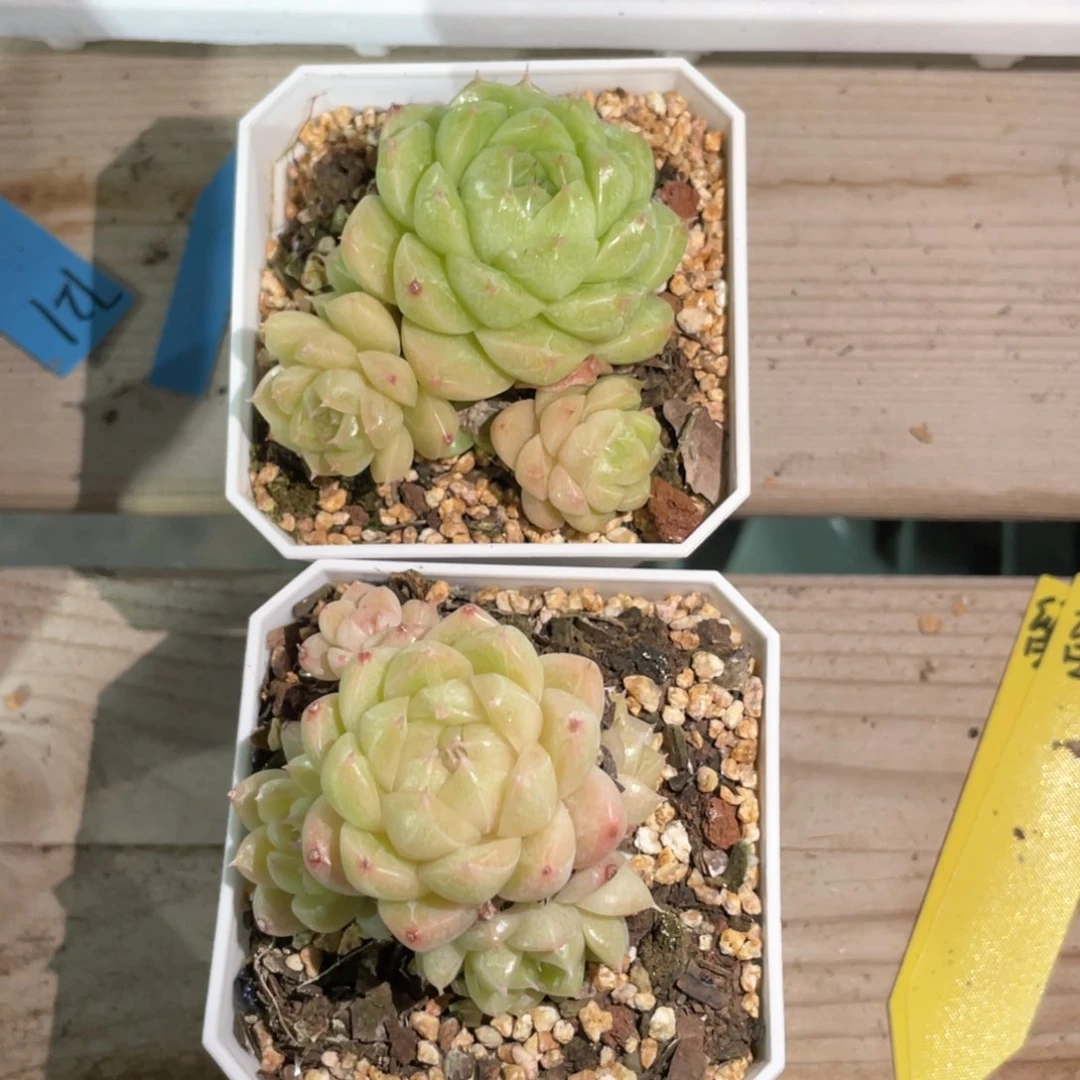 鱼*优选麦杆专拍2颗844