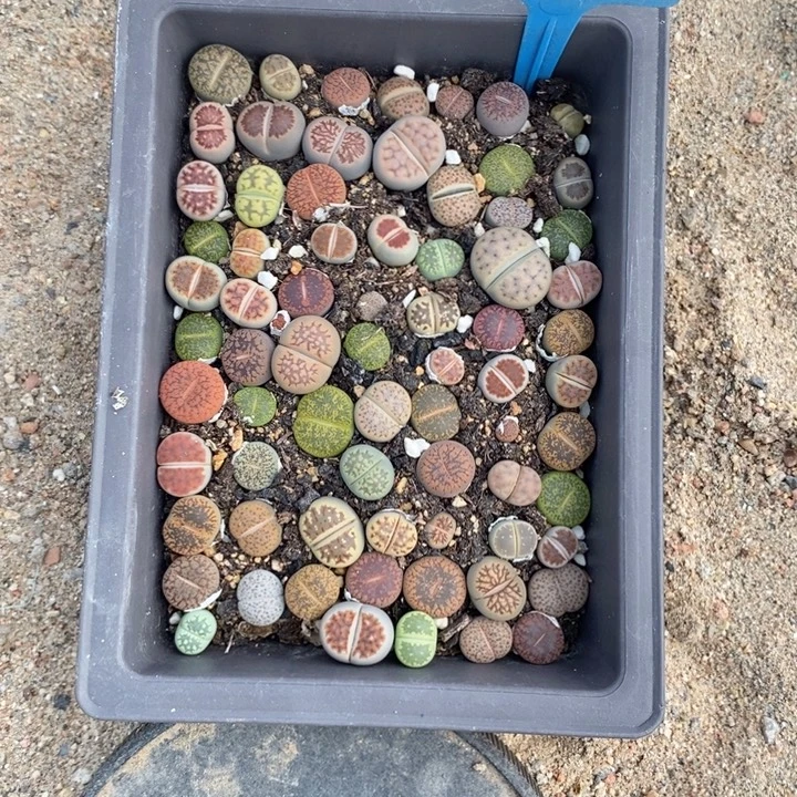 娜***酱生石花等植物的生长发育229