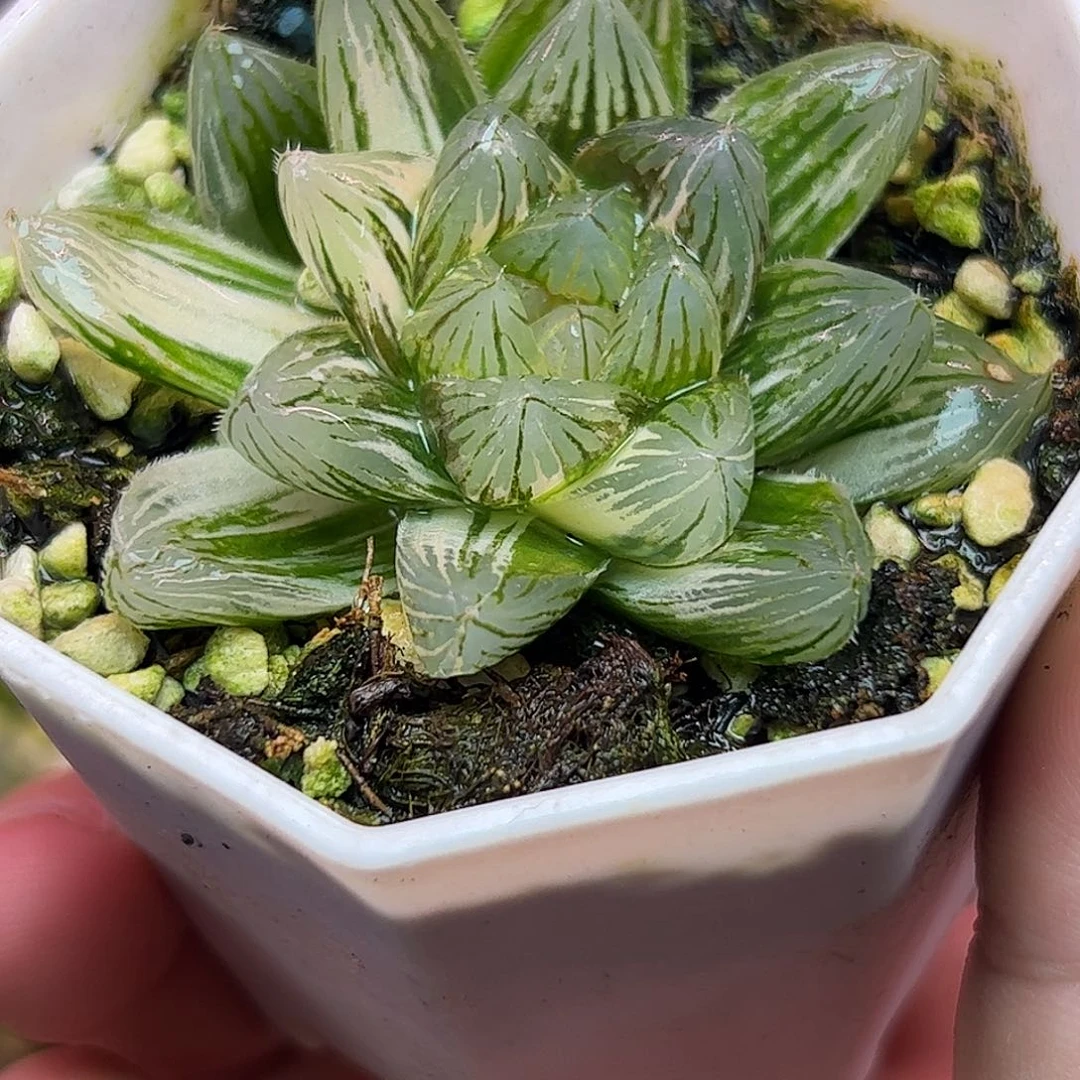 霓虹灯五公分十二卷多肉植物