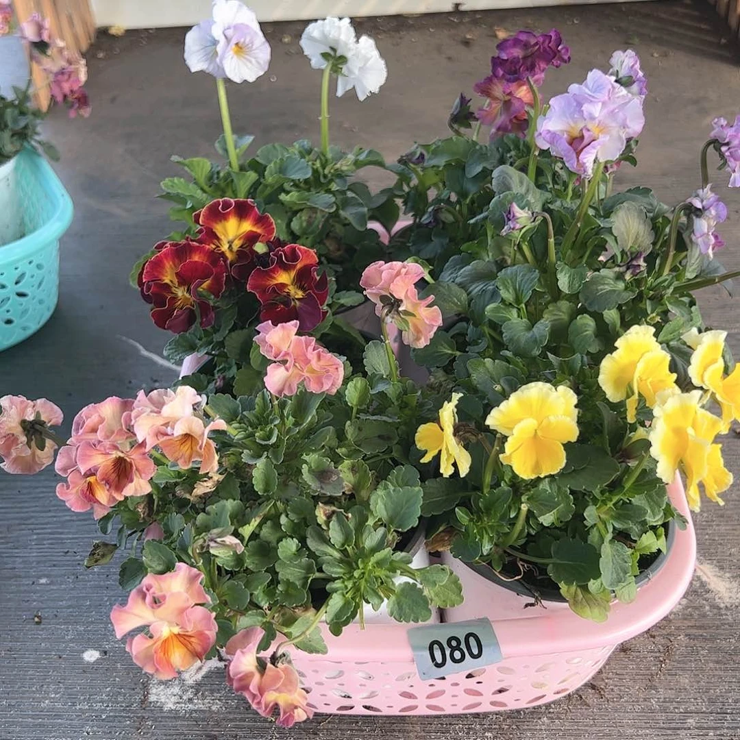 【闪购商品】080号