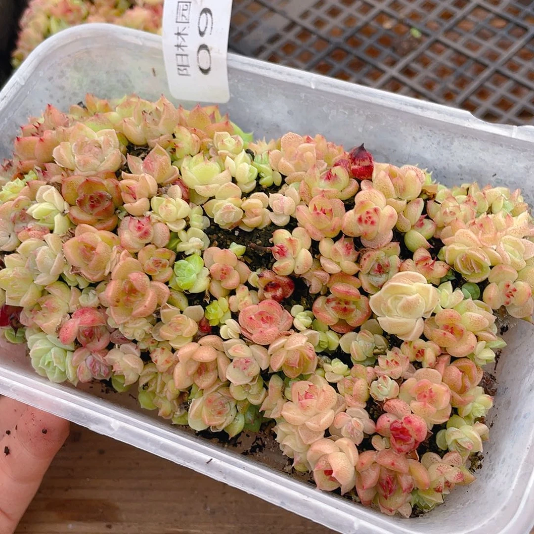 多肉植物多肉植物95