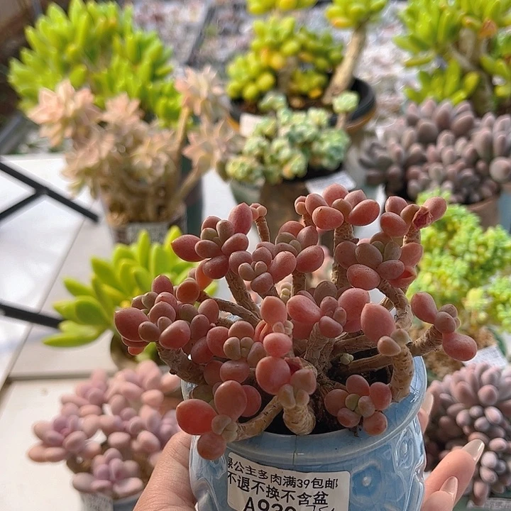 完全开放930-鱼子酱 9cm