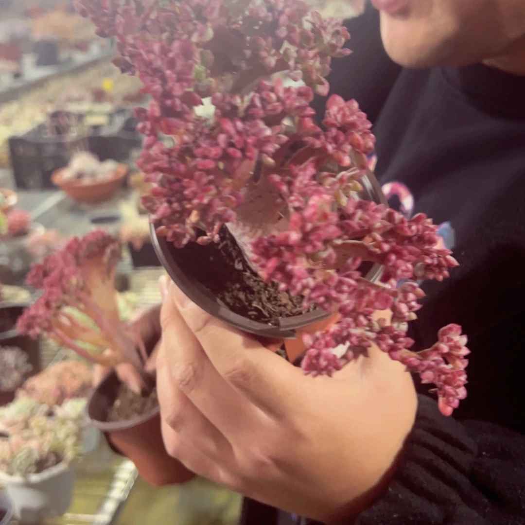 红至连缀化多肉植物