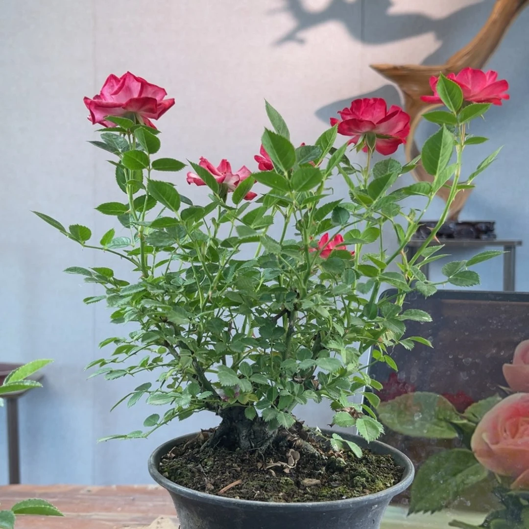 少量花朵（建议范围：2朵-5朵 或40%以下）云**飘