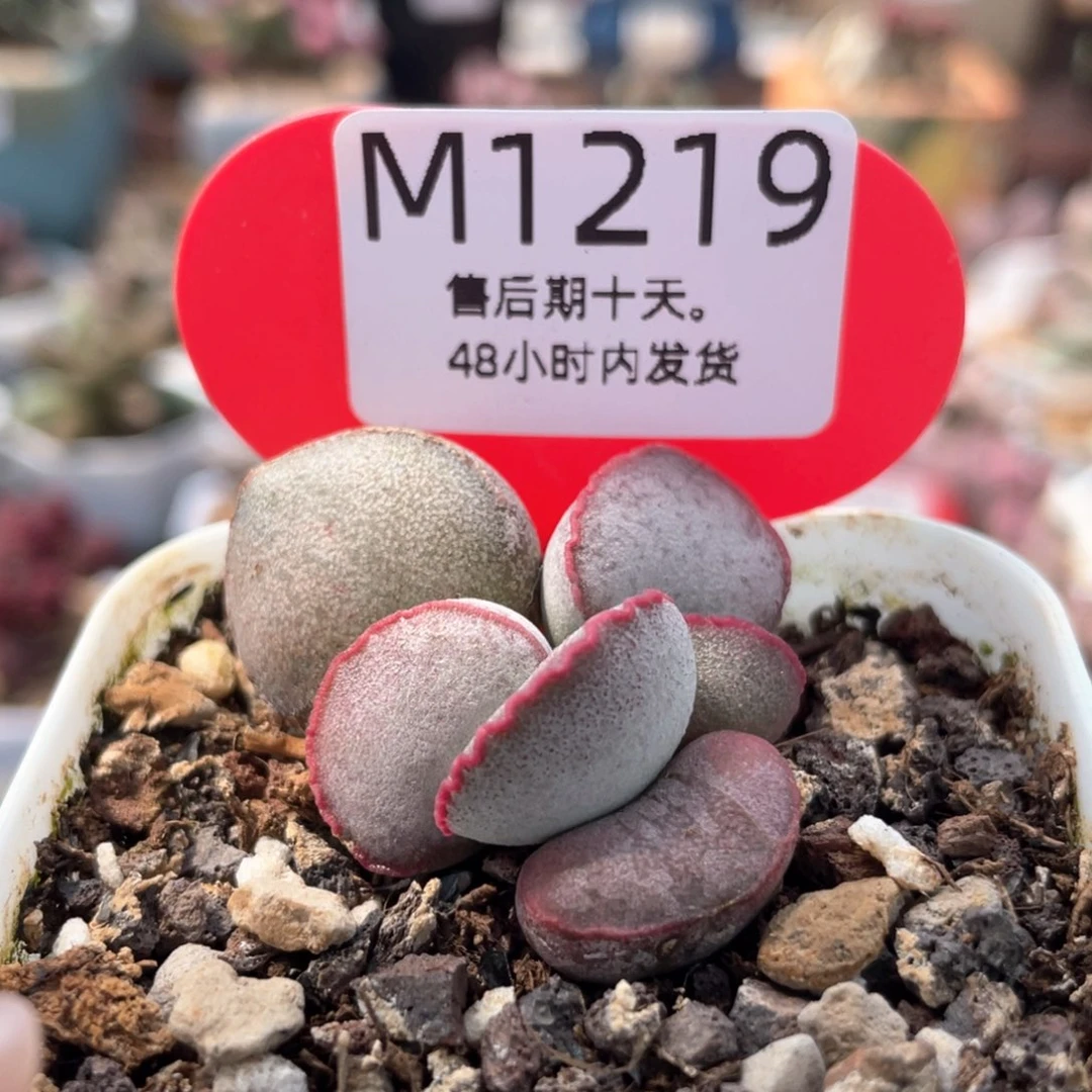 小*子    瑶光。  1219。