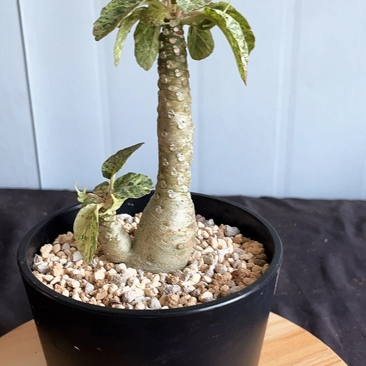 琉桑锦 散斑6666666666