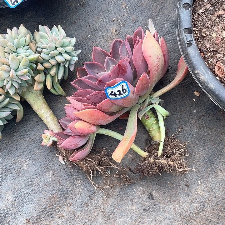 426紫气东来一物一拍多肉