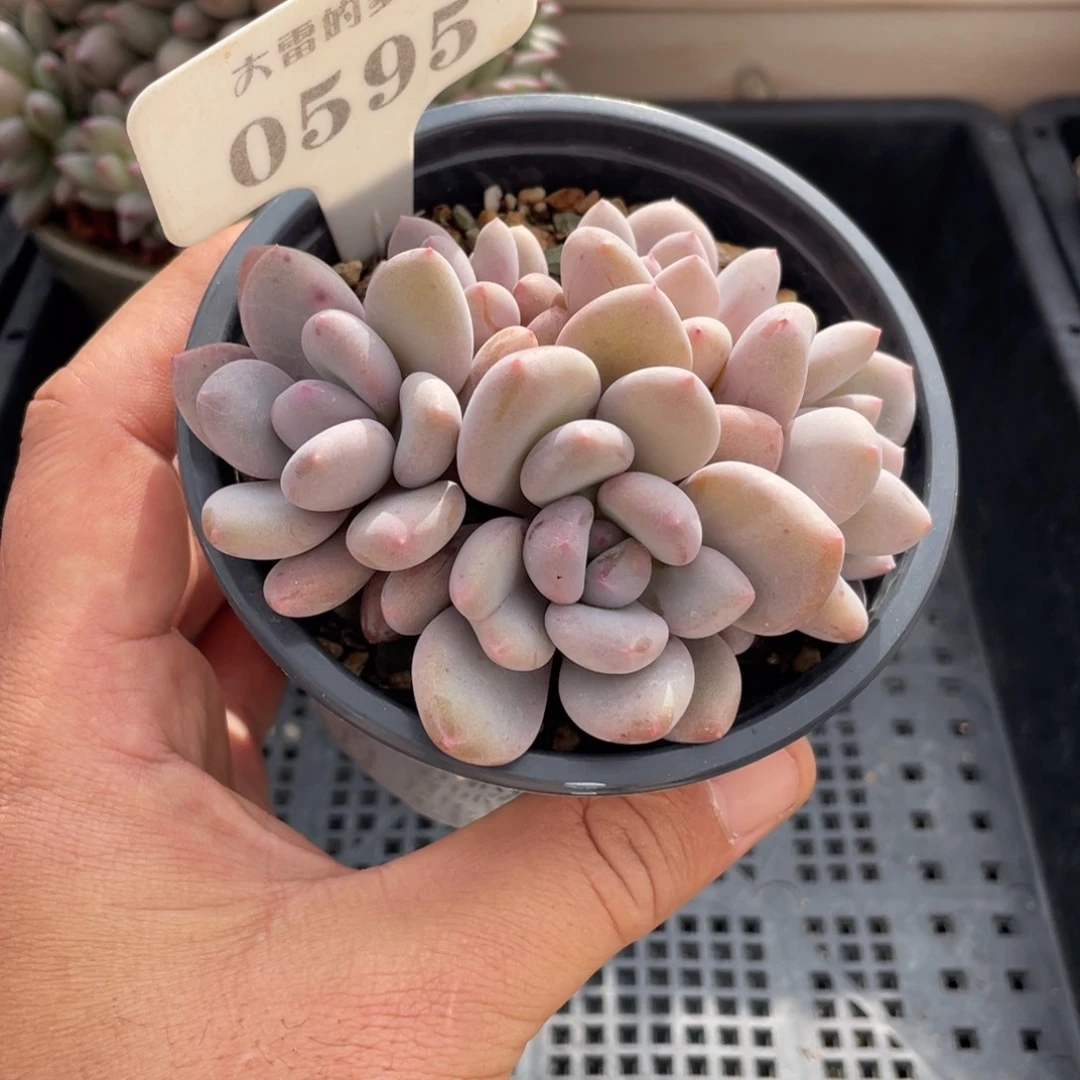 0595不认识不带盆10厘米