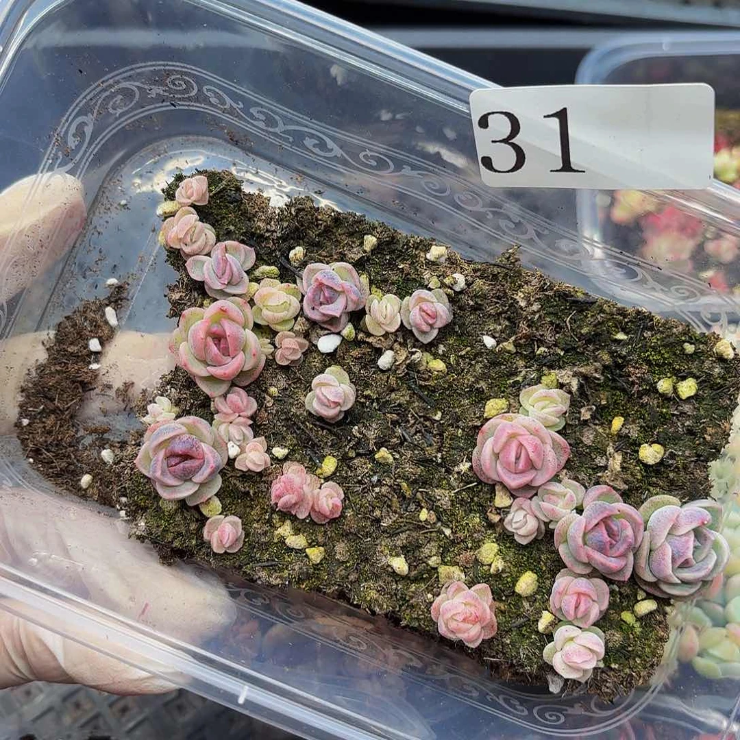 多肉植物多肉植物31