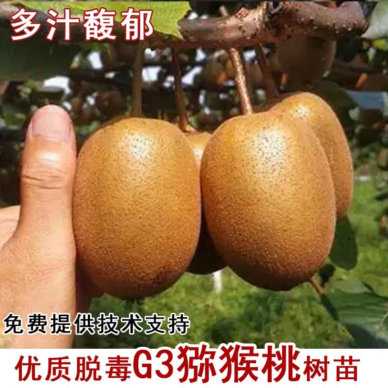 嫁接阳光金果G3猕猴桃树果苗黄心猕猴桃树苗南北方种植当年结果苗