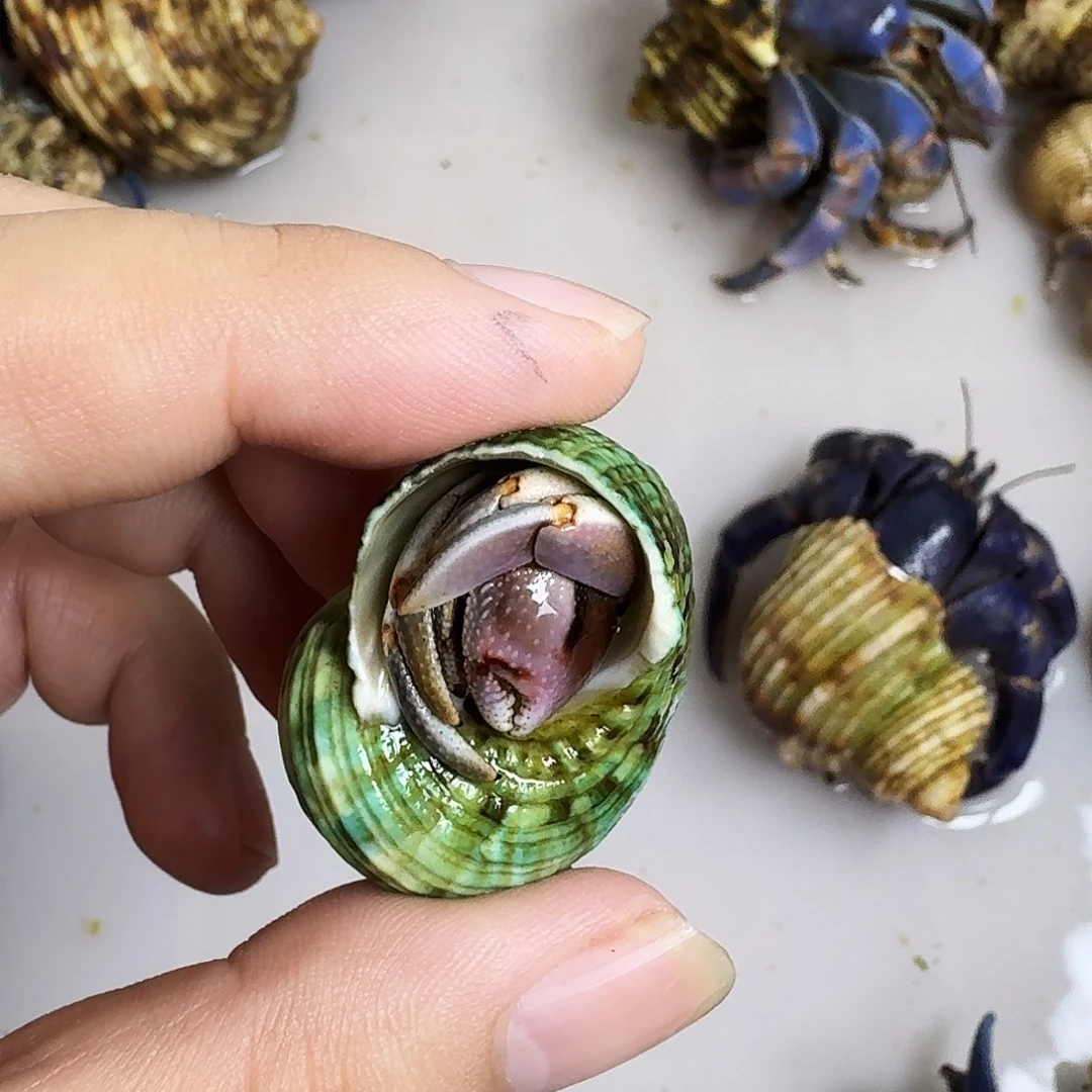 寄居蟹活体售出录完整开箱视频，售后凭证