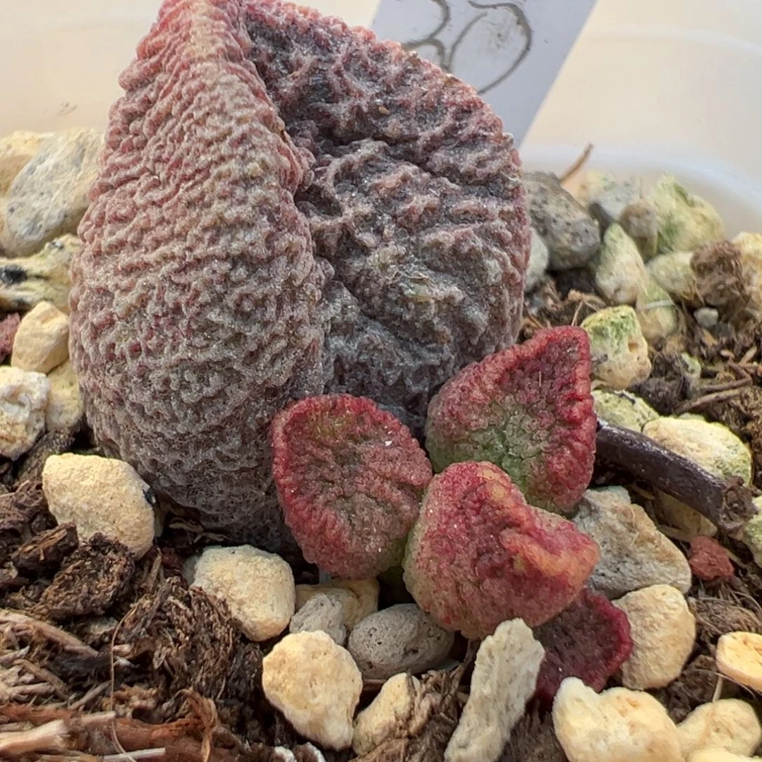 实生新品大苗多肉植物水泡