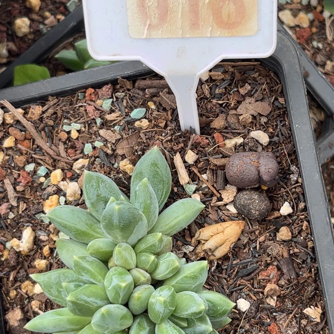 多肉植物重楼的群016