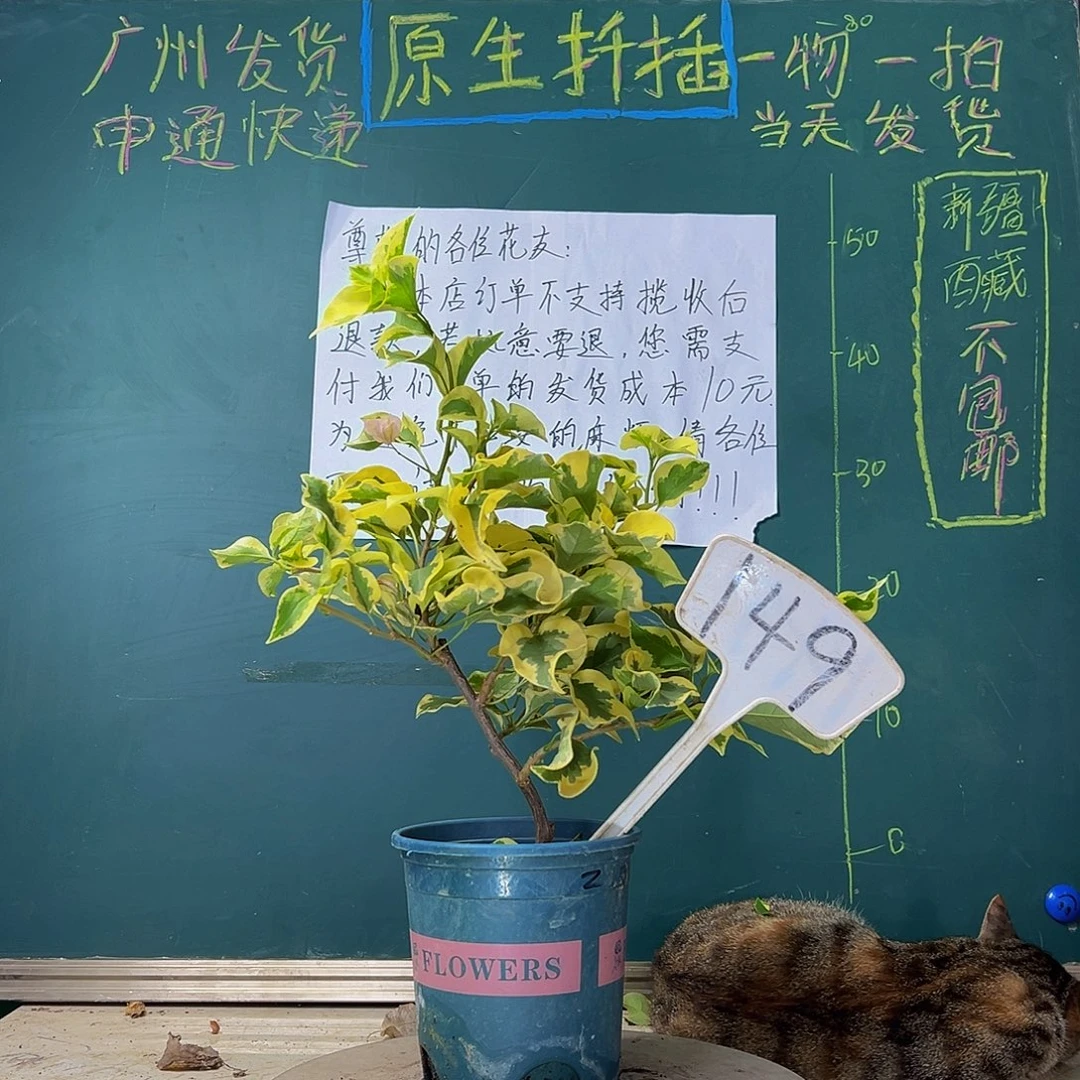 当前无花栽培后可以开花  中国丽人  149