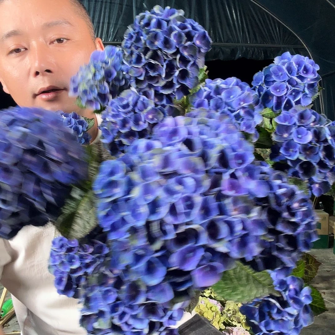 魔幻夏洛特两加仑B级苗量拍