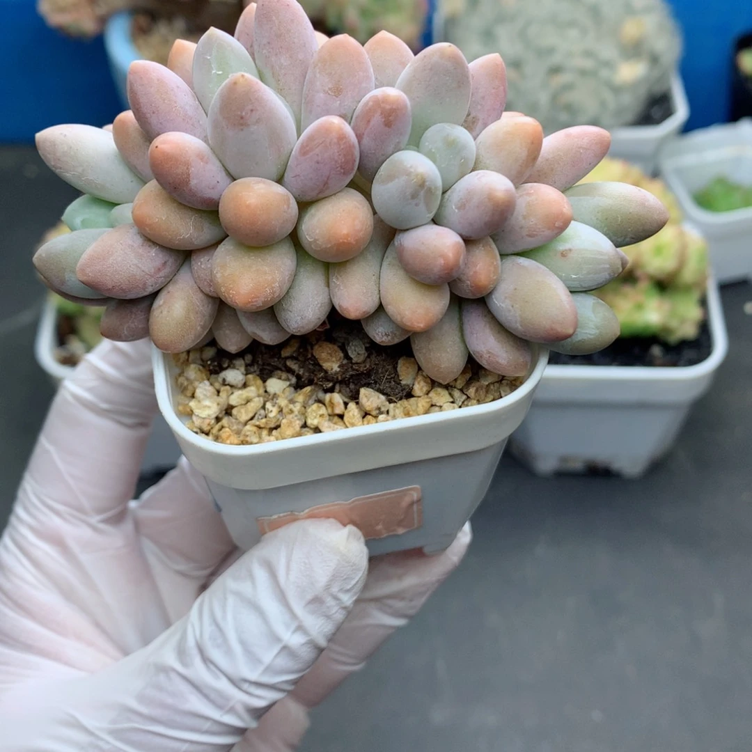 58包邮  群生不包整63