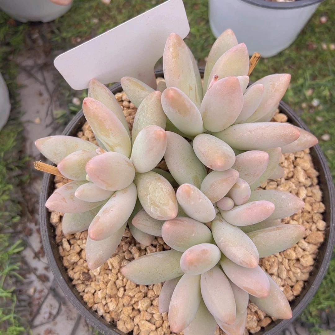 香玉的故事是一个人的故事吗