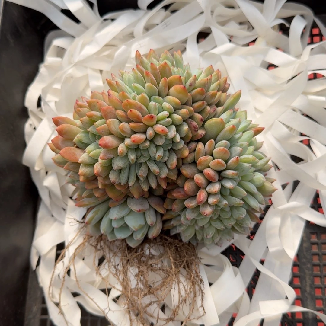 雨*15厘米的尺寸一物一拍的