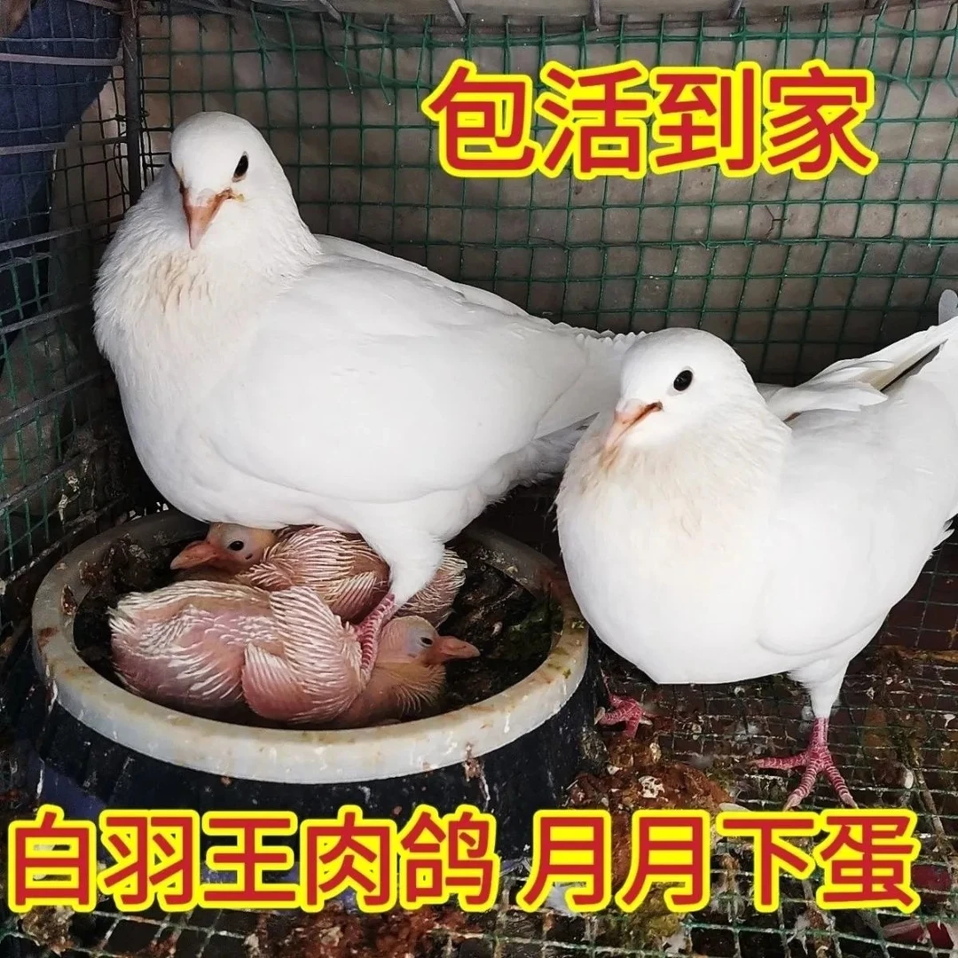 落地王窝 包邮到家（红，黑，瓦，灰雨点，花色） （到家包三天）