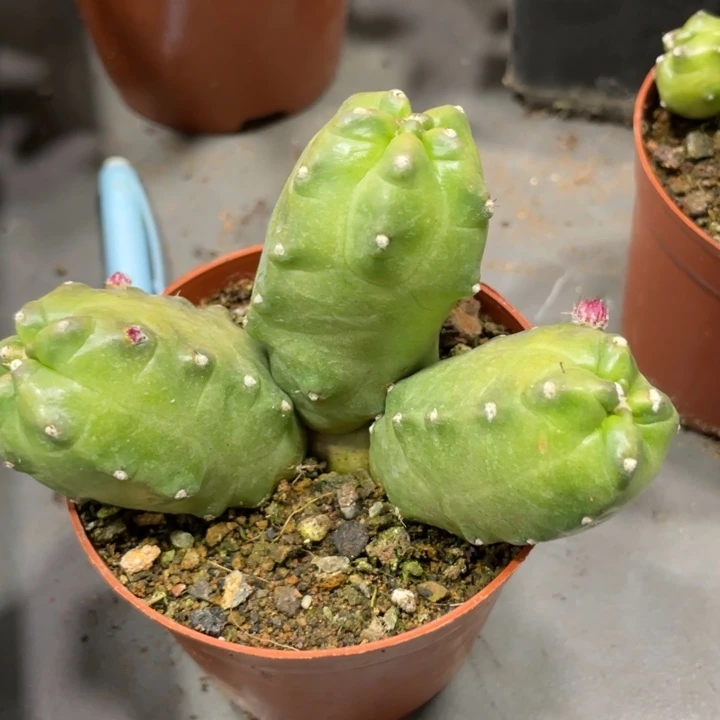 橙花淘汰懒一群带花苞新品2