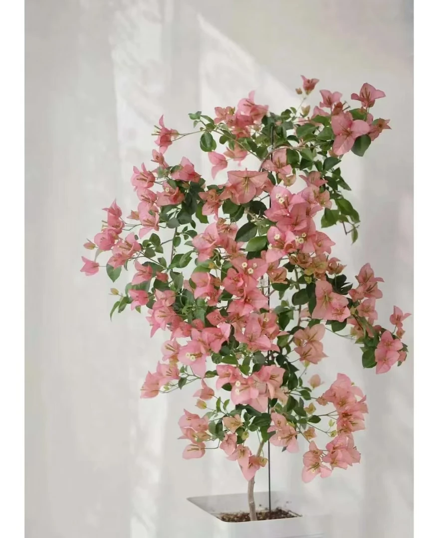 轻语【暗斑丝绸】室内室外种植好养易活爬藤盆栽花卉--单盆