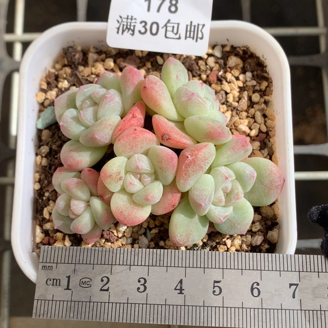 178五头群老桩冰玉群冠服6