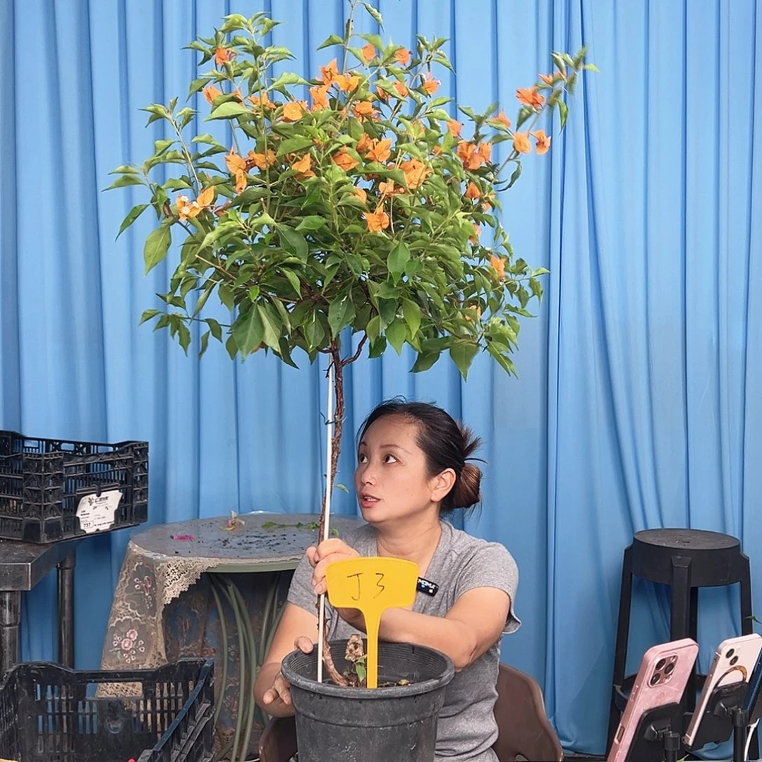 糖***）大部分开放少量花苞J3橙桑巴