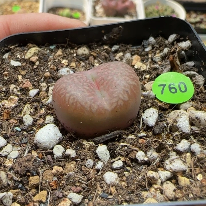 杂交漂亮多肉植物760