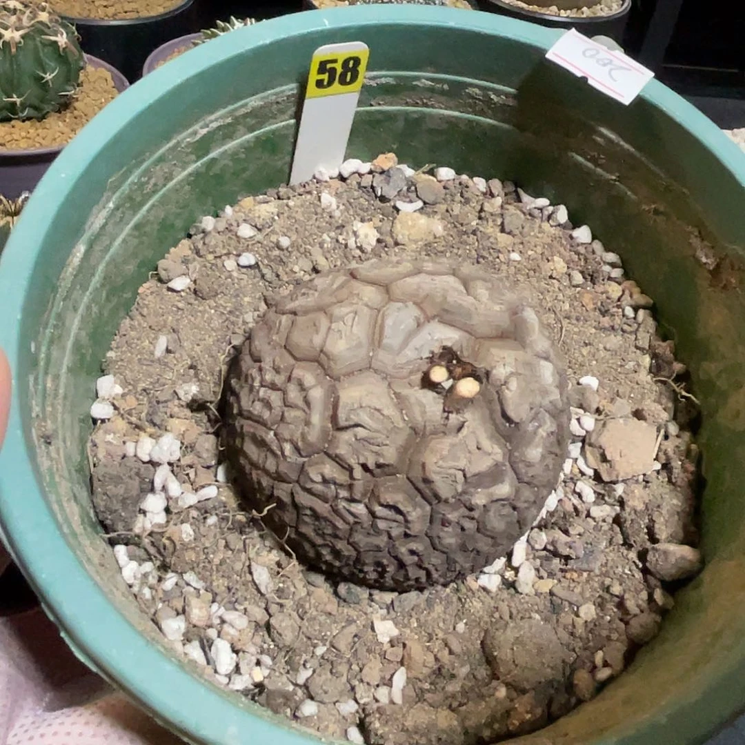 58号龟甲龙龟甲龙