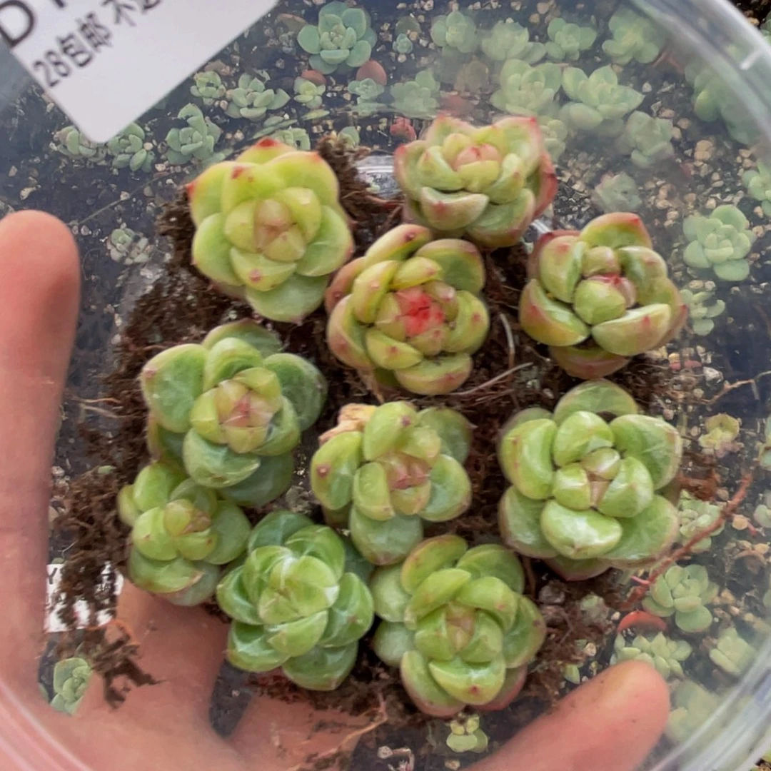 OTO多肉切糕优选DY894