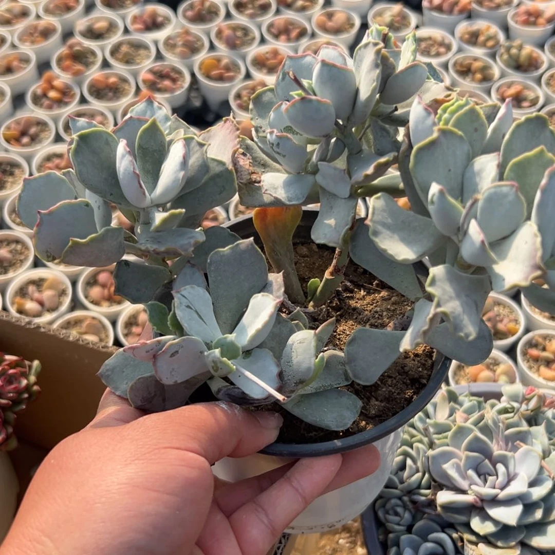 多肉植物银波群生