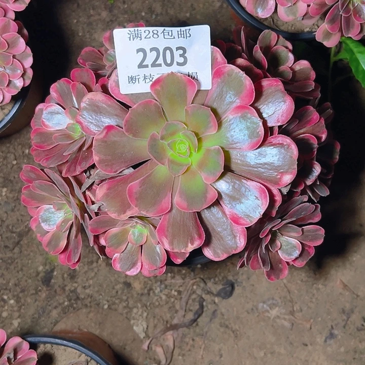 2203爱神多肉植物保护