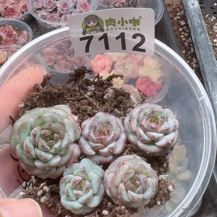 多肉植物多肉植物