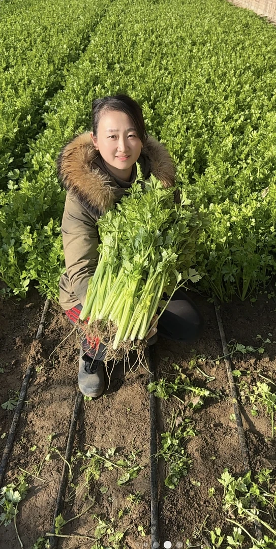 【众旺农场】香芹 带根香芹 3/5斤 带泥土发货 顺丰包邮