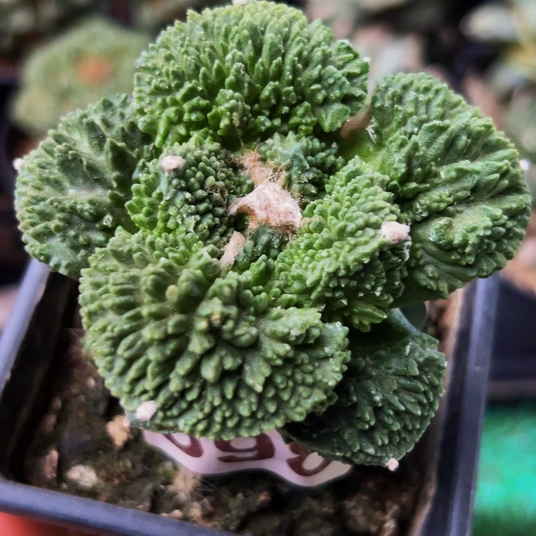 无花朵大尤炸尤哥斯拉牡丹398