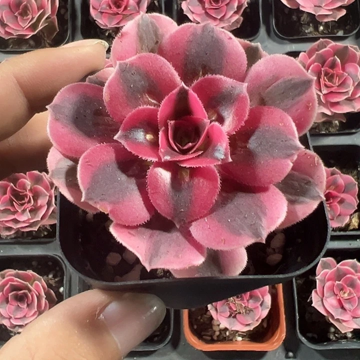 粉女巫精品多肉植物